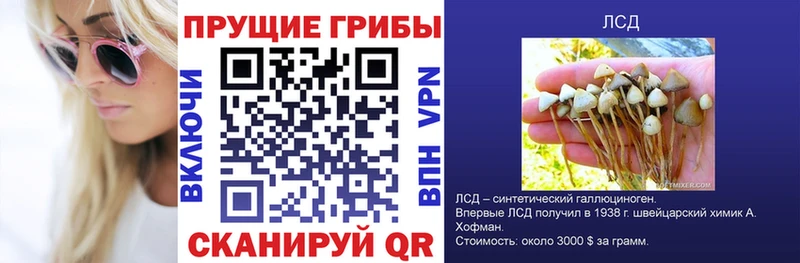Купить  Высоцк  Псилоцибиновые грибы Psilocybe 